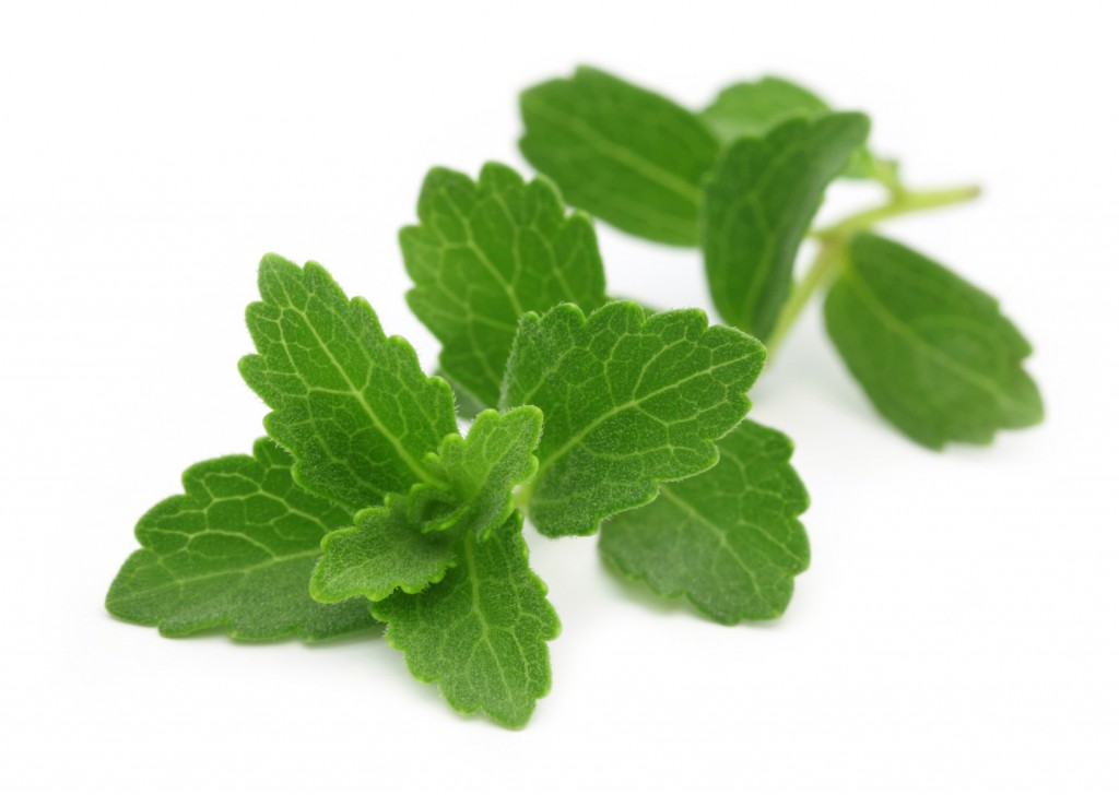 Branche de Stevia Rebaudiana 